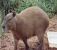 Capivara 2.jpg
